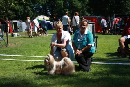 Shih Tzu Danmark